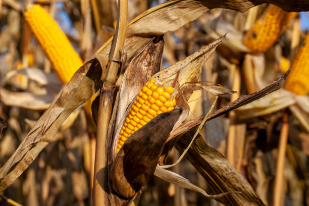 istock yellow ripe corn fruits in summer 1395318589
