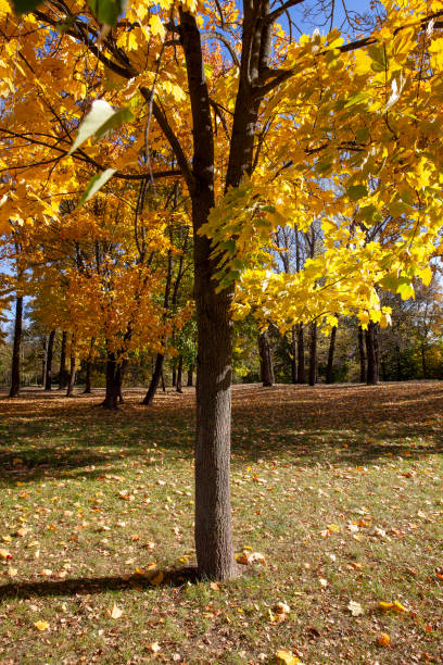 istock changes in nature during the autumn season 1395318726