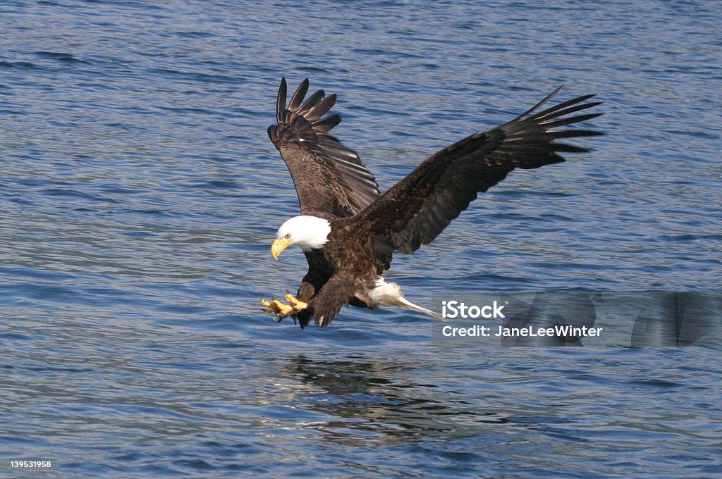 American Weißkopfseeadler - Lizenzfrei Adler Stock-Foto