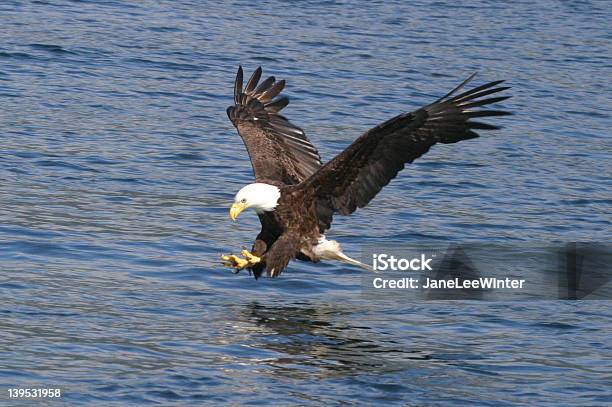 American Weißkopfseeadler Stockfoto und mehr Bilder von Adler - Adler, Bedrohte Tierart, Fotografie