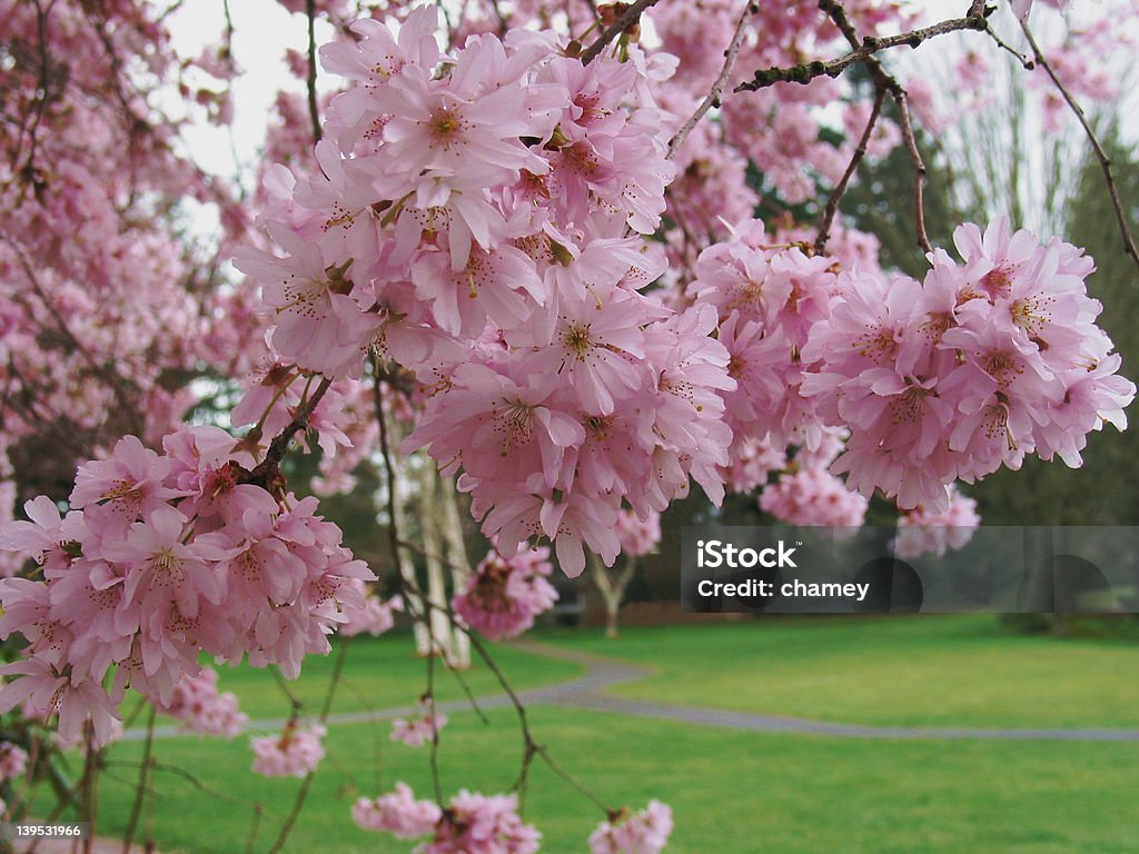 Cherry Blossom Time Cherry blossoms in full bloom weigh down a limb in a park. Abundance Stock Photo