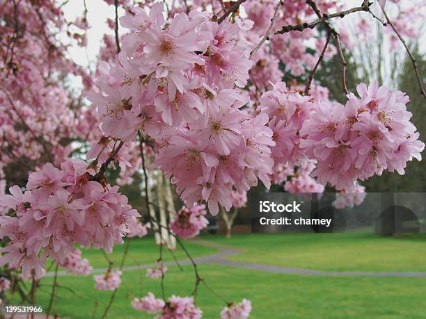 Cherry Blossom Time Stock Photo - Download Image Now - Abundance, Blossom, Cherry Blossom