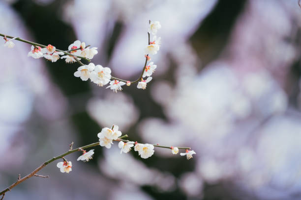 istock Pink colored Japanese apricot blossom in spring, Mar. 2022 1395320171