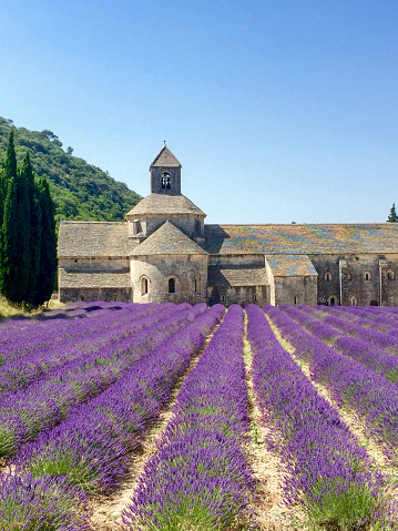 Provence, France: The Lavender Field in South France