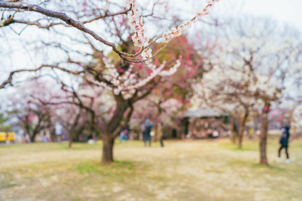 różowy kwiat japońskiej moreli wiosną, marzec 2022 r - scented asia asian culture bunch zdjęcia i obrazy z banku zdjęć