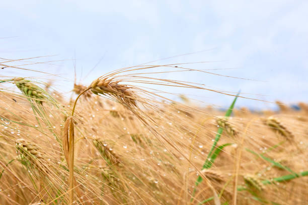 épis de blé au premier plan. champ de blé mûr de couleur jaune doré prêt à être récolté, déplacé par des rafales de vent. champ de blé mûr par temps nuageux après la pluie. - nature rain crop europe photos et images de collection