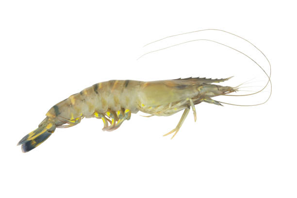 istock Raw tiger shrimp isolated on white background 1395320926