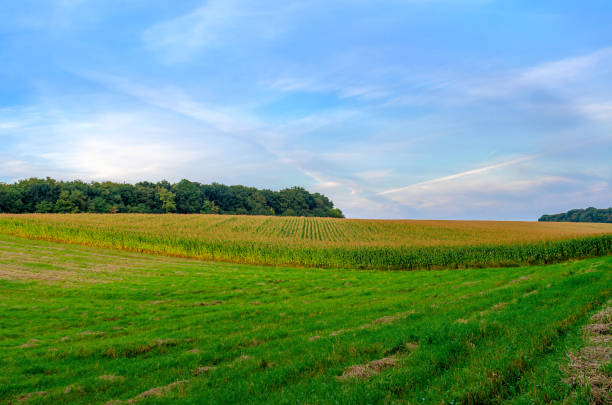 istock A breathtaking natural view. Blooming corn field. Forest on the horizon. Blue sky background with white clouds. 1395320981