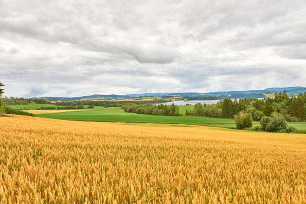 des épis de blé tendre au premier plan. champ de blé mûr de couleur jaune doré prêt pour la récolte, déplacé par des rafales de vent. champ de blé tendre mûr par une journée nuageuse après la pluie. levanger, norvay, - nature rain crop europe photos et images de collection