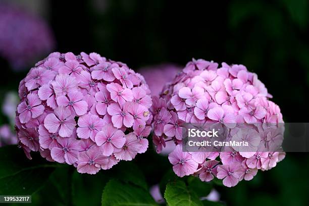 Hydrangea Stockfoto und mehr Bilder von Blume - Blume, Blume aus gemäßigter Klimazone, Blumenbeet