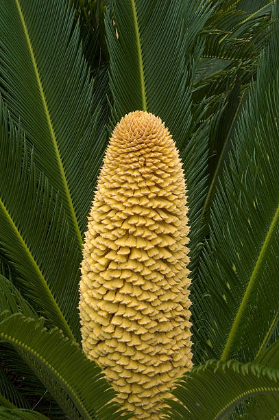 istock Palmetto Plant 139532145