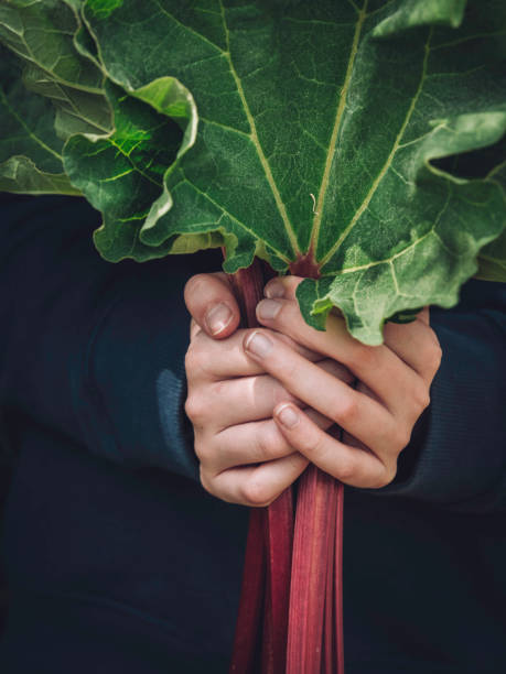 Close-up of Rhubarb