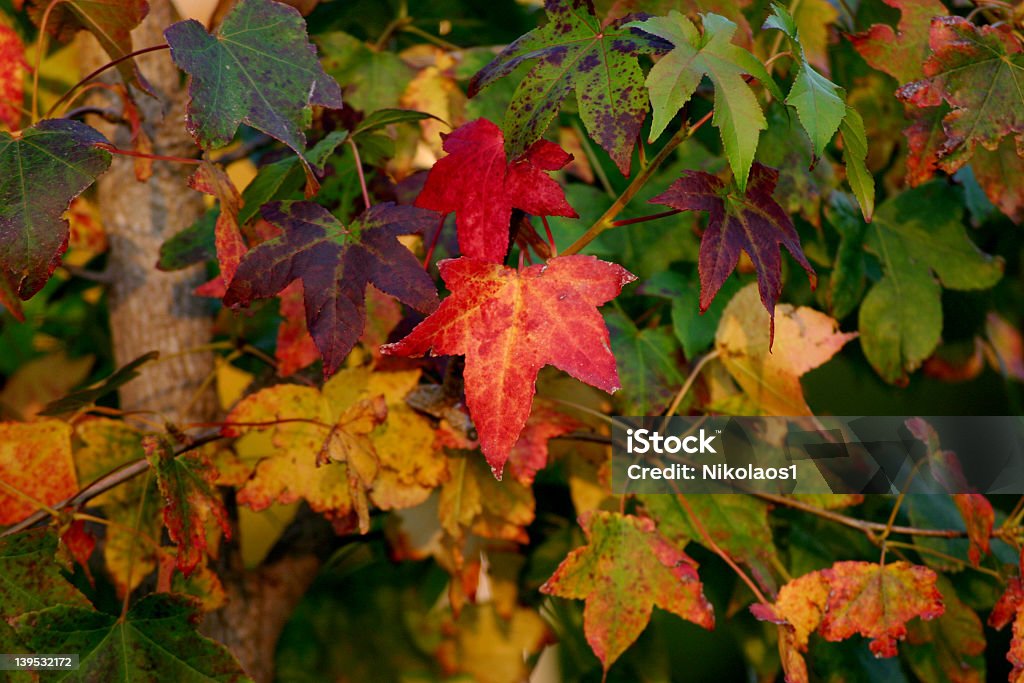 Herbst verlassen - Lizenzfrei Ahorn Stock-Foto