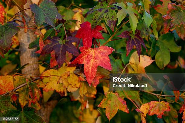 Herbst Verlassen Stockfoto und mehr Bilder von Ahorn - Ahorn, Bildhintergrund, Blatt - Pflanzenbestandteile