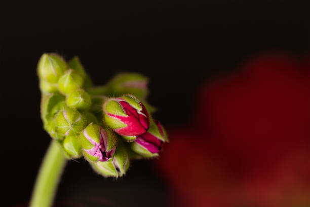 istock several buds on one geranium stem on a dark red background. Symbol of life in nature 1395323321