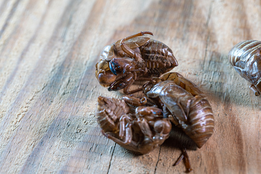 chinese medicine cicada slough on wooden table