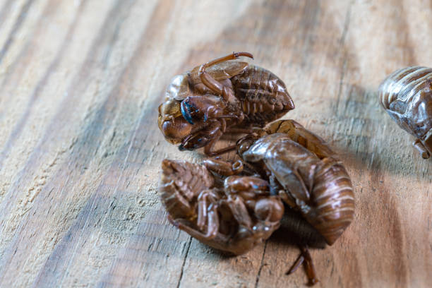 chinese medicine cicada slough on wooden table stock photo