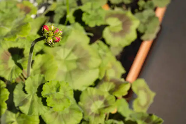 Tiny closed red geranium buds on the background of green leaves top view.