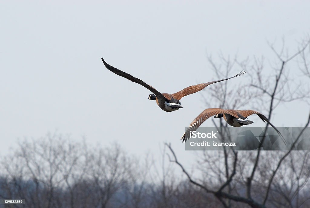 Pair of flying geese Pair of flying geese in the sky. Early spring. Animal Neck Stock Photo