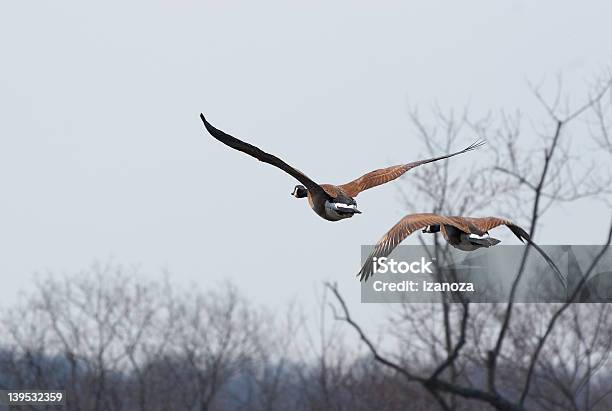Pair Of Flying Geese Stock Photo - Download Image Now - Animal Neck, Bird, Blue