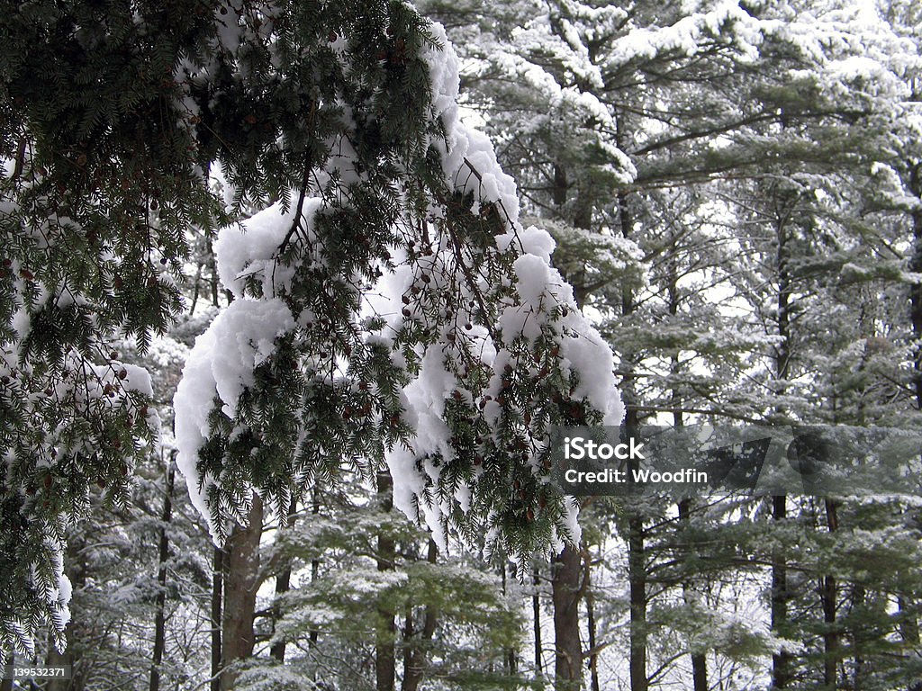 Snow on trees 5 Wet snow clings to tree branches and everything it hits.  NH Winter snow storm.  Pine bows bend under the weight.  Small Pinecones Bowing Stock Photo