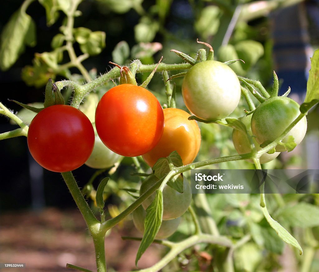 Reife Tomaten - Lizenzfrei Blumenbeet Stock-Foto