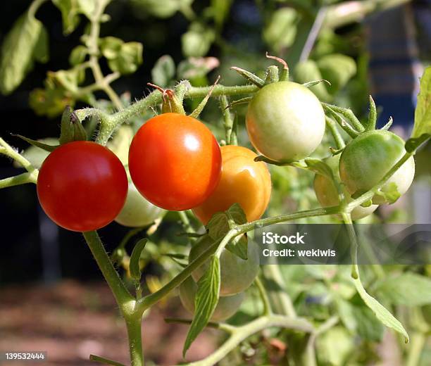 トマトの追熟 - トマトのストックフォトや画像を多数ご用意 - トマト, 人物なし, 写真