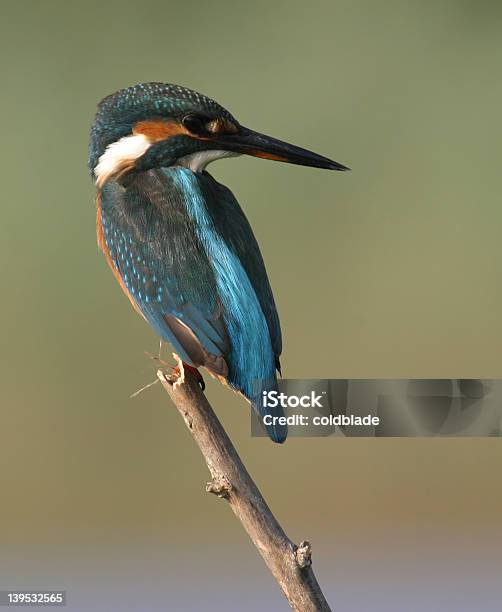 Il Martin Pescatore - Fotografie stock e altre immagini di Animale selvatico - Animale selvatico, Bellezza naturale, Blu
