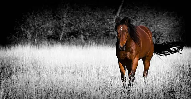 Horse galloping in field