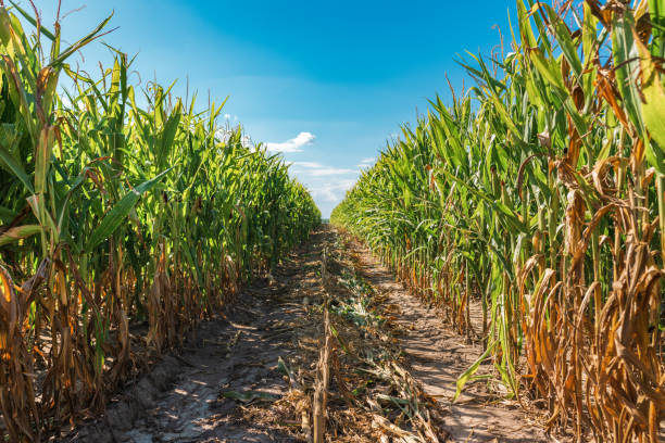 istock Corn field affected by drought in summer afternoon 1395326206