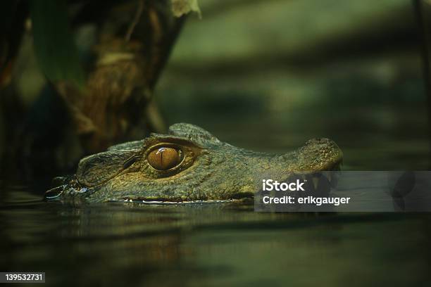 Reptilian 카이만 기다리고 있어서는 강에 대한 스톡 사진 및 기타 이미지 - 강, 괴상한, 눈-신체 부분