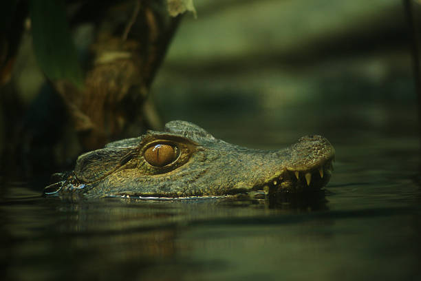 istock Reptilian Caiman Awaits Prey 139532731