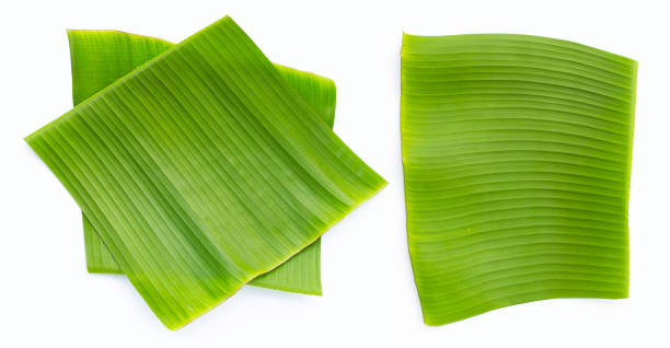 liście bananowca na białym tle. - banana leaf zdjęcia i obrazy z banku zdjęć