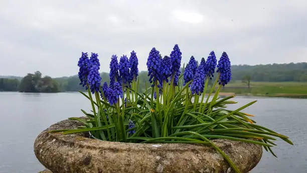 Grape hyacinth flowers in a declarative urn by lake making a lovely display on a Spring morning in rural Shropshire UK