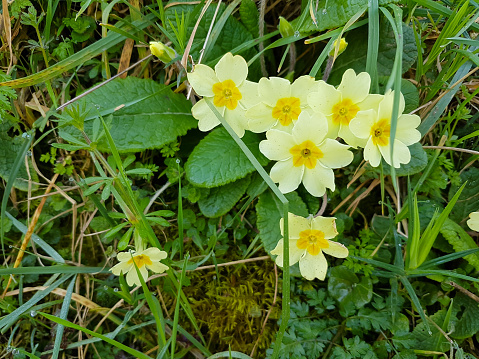 Spring has sprung, beautiful primroses and violets growing wild in the English countryside on a spring day.