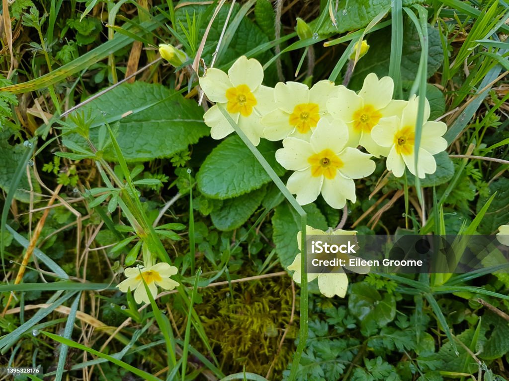 Spring has sprung, beautiful primroses and violets growing wild in the English countryside on a spring day. Primrose Stock Photo