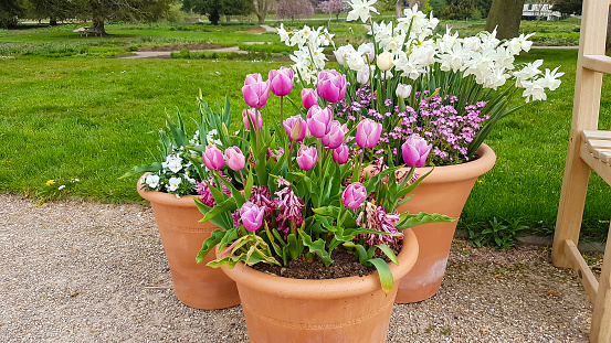 Large blue ceramic pots with a variety of colorful flowers by lawn in public garden, May in northern Illinois, USA