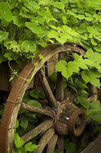 This overgrown wooden wagon brought settlers out from the east to western Canada in the late 1800's.