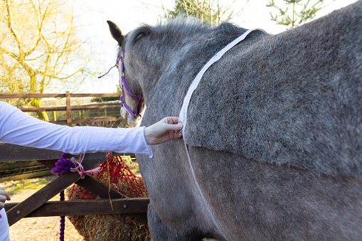 Close up of woman measuring her horses waist as a way of working out what the horse weighs.