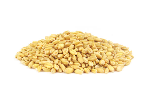istock Heap of wheat grains isolated on white 1395328308