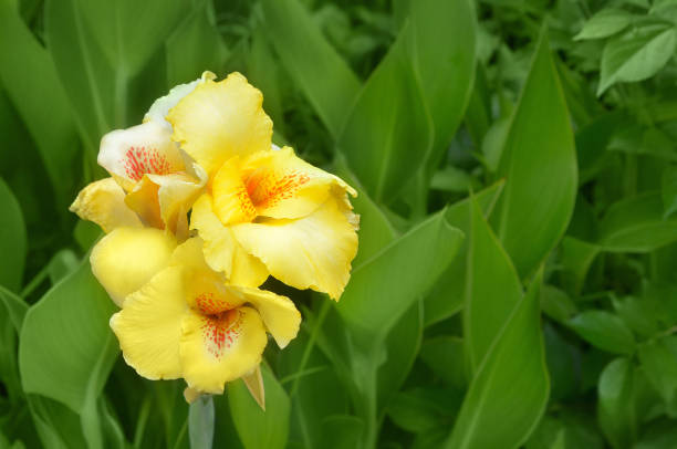 Close Up of Canna Lily