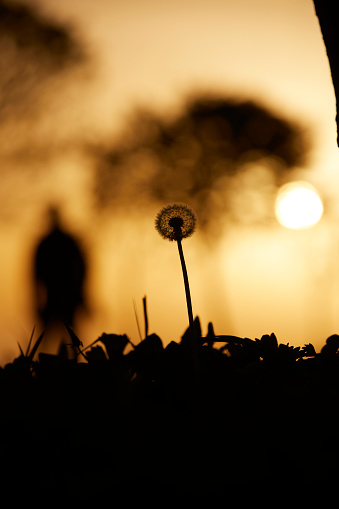 dandelion silhouette with blurred human