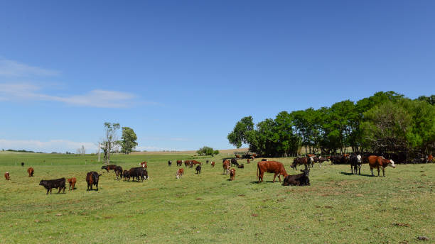 istock Cattle in Argentine countryside, 1395329578