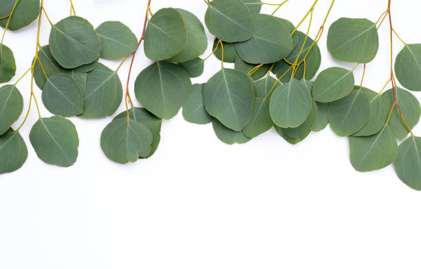 istock Green leaves of eucalyptus on white 1395329771