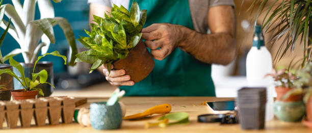istock Young Man taking care of his plants 1395329863