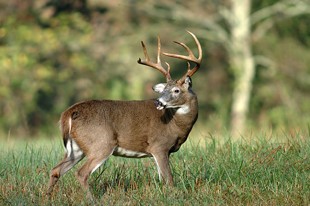 istock Whitetail deer sticking its tongue out 139533047