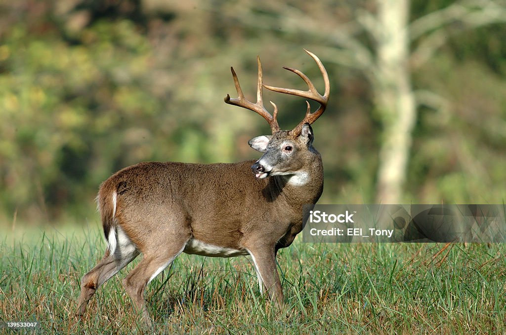 Whitetail deer sticking its tongue out A whitetail deer sticks its tongue out after battling another deer Bay of Water Stock Photo