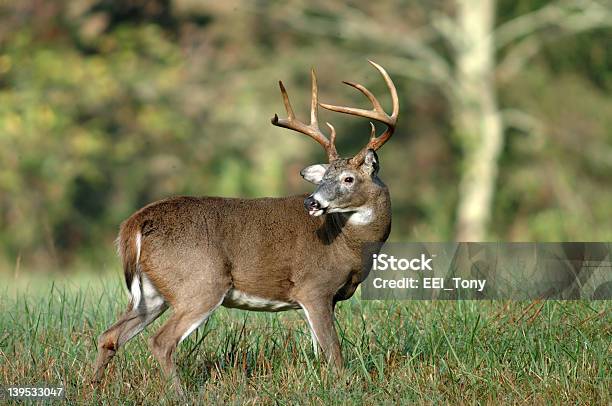 Whitetail Deer Sticking Its Tongue Out Stock Photo - Download Image Now - Bay of Water, Deer, Acute Angle