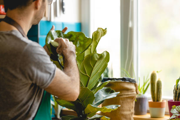 istock Caucasian Man Cleaning his Plants at Home 1395330865