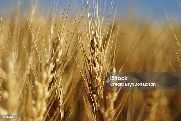 Campo De Trigo De Verão - Fotografias de stock e mais imagens de Agricultura - Agricultura, Cereal, Colheita